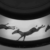 「動物實驗鏡」（Zoopraxiscope）  Eadweard J. Muybridge